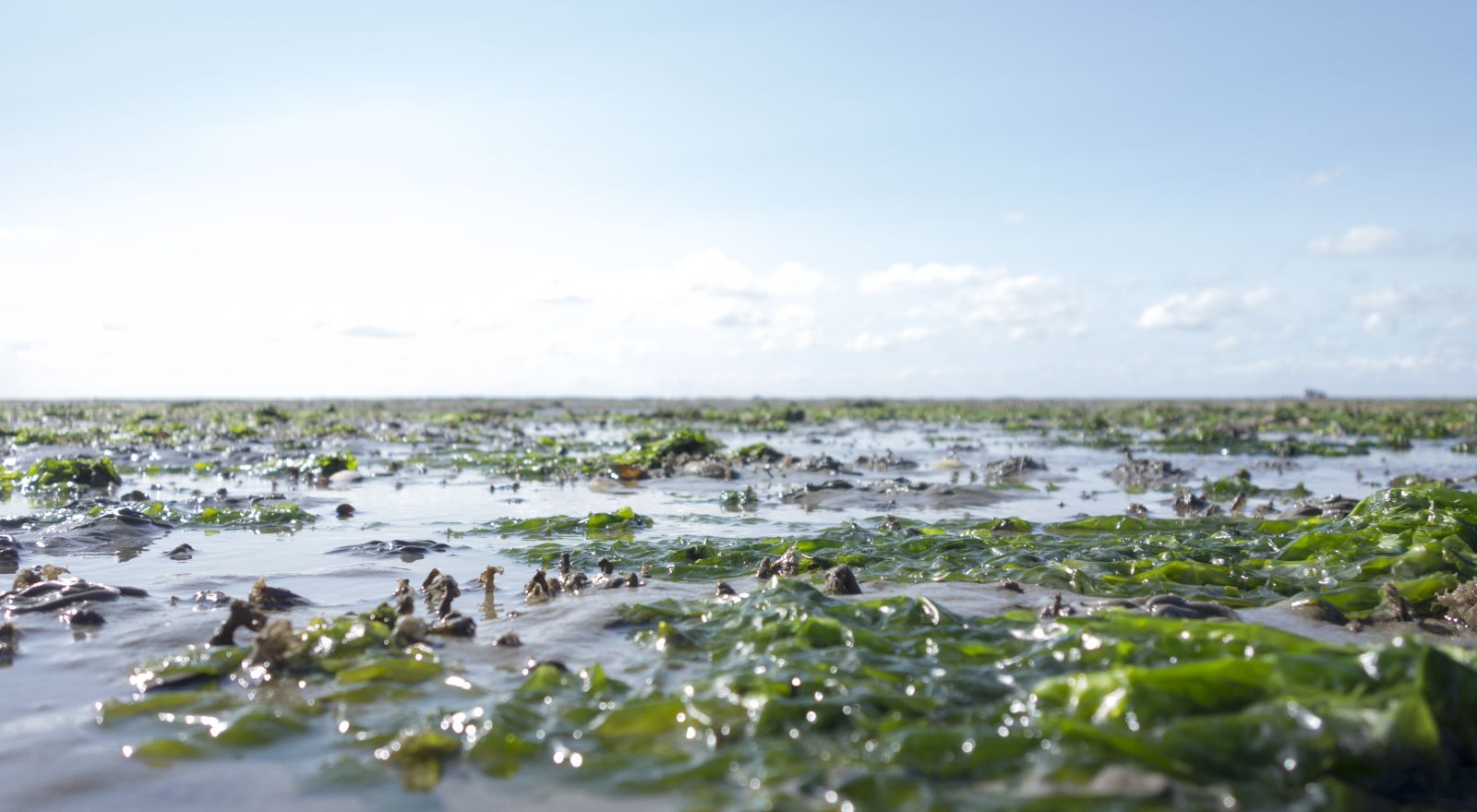 Can Wild Grass and Seaweed Solve the Energy Crisis?